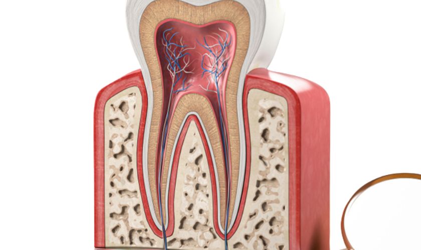Root Canal Therapy Marion